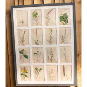 Decorative Collection Of British Botanicals By James Sowerby 1730 -1813