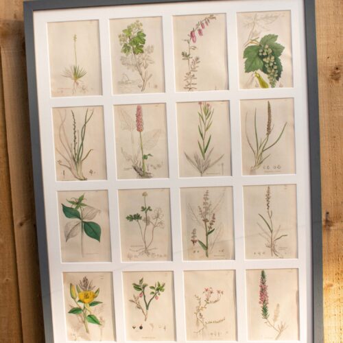 Decorative Collection Of British Botanicals By James Sowerby 1730 -1813