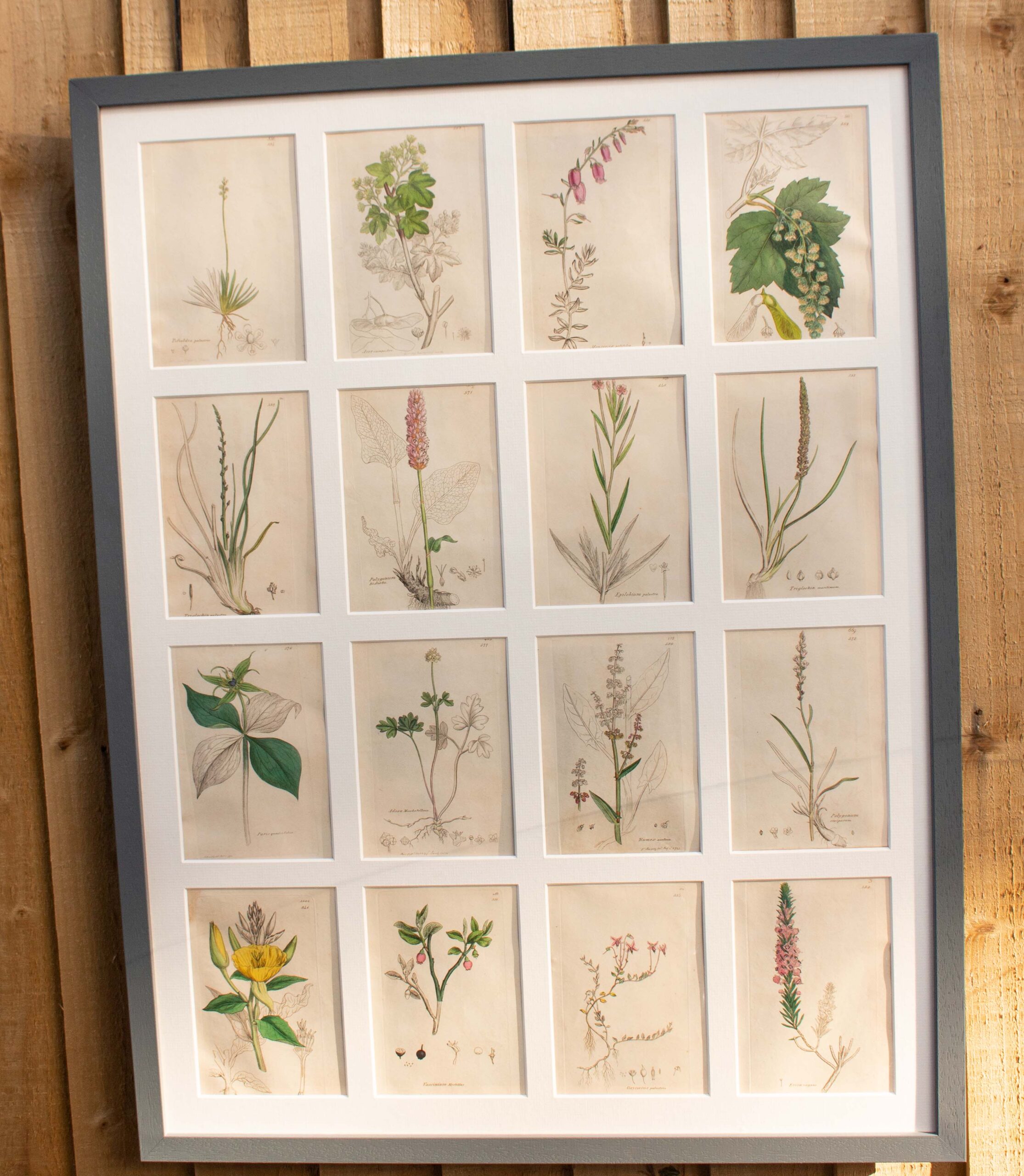 Decorative Collection Of British Botanicals By James Sowerby 1730 -1813