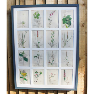 Collection Of British Botanicals By James Sowerby 1730 -1813