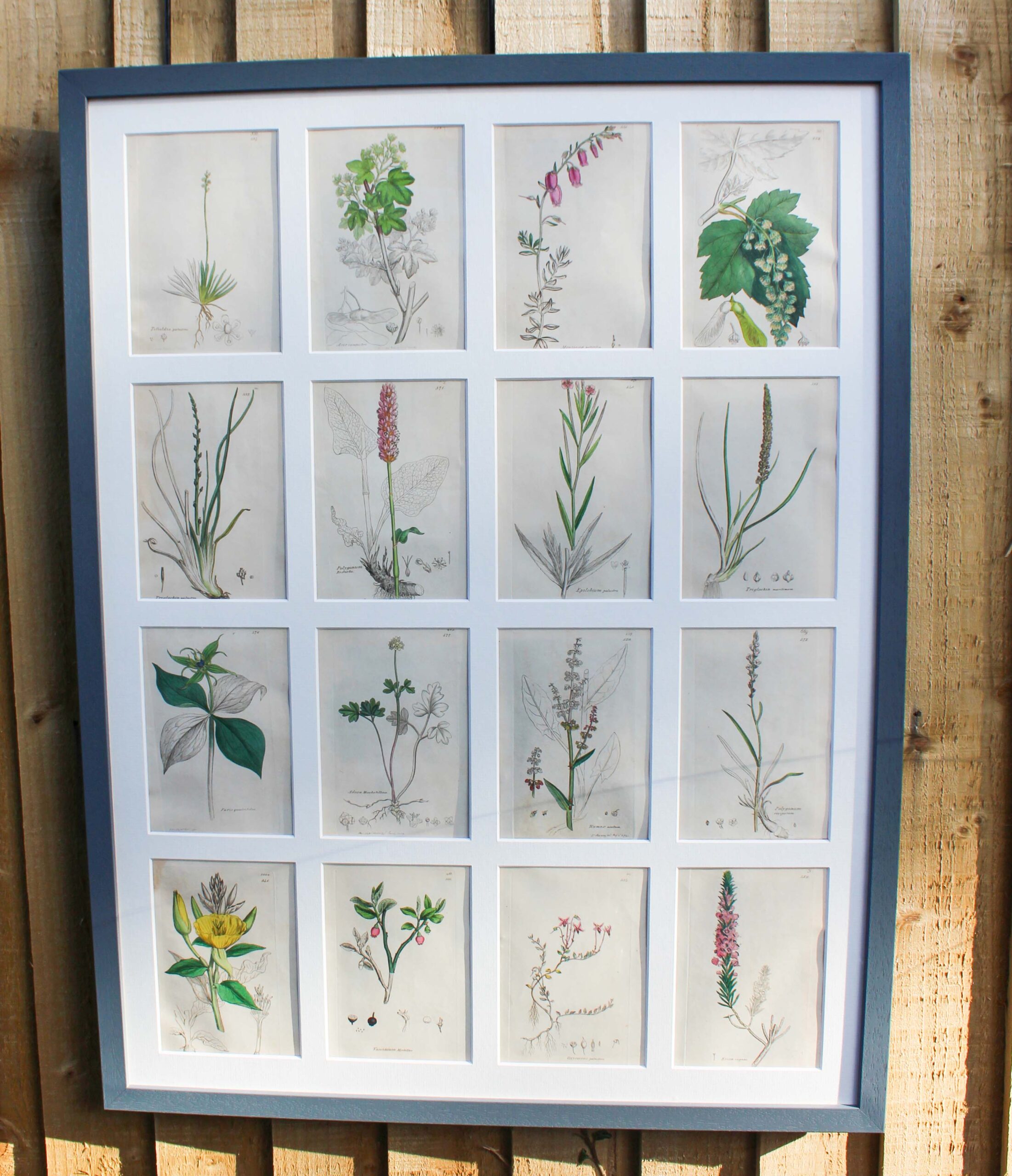 Collection Of British Botanicals By James Sowerby 1730 -1813