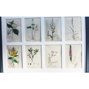 Collection Of British Botanicals By James Sowerby 1730 -1813