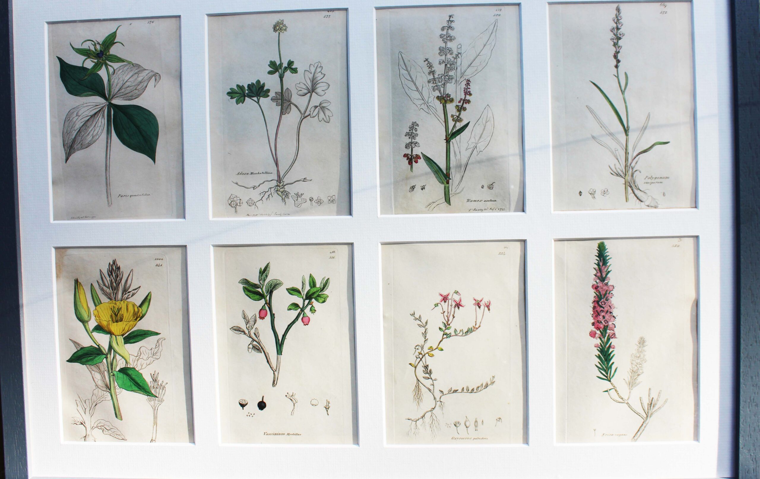 Collection Of British Botanicals By James Sowerby 1730 -1813