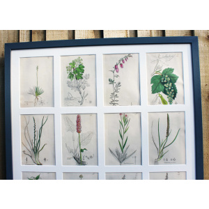 Collection Of British Botanicals By James Sowerby 1730 -1813