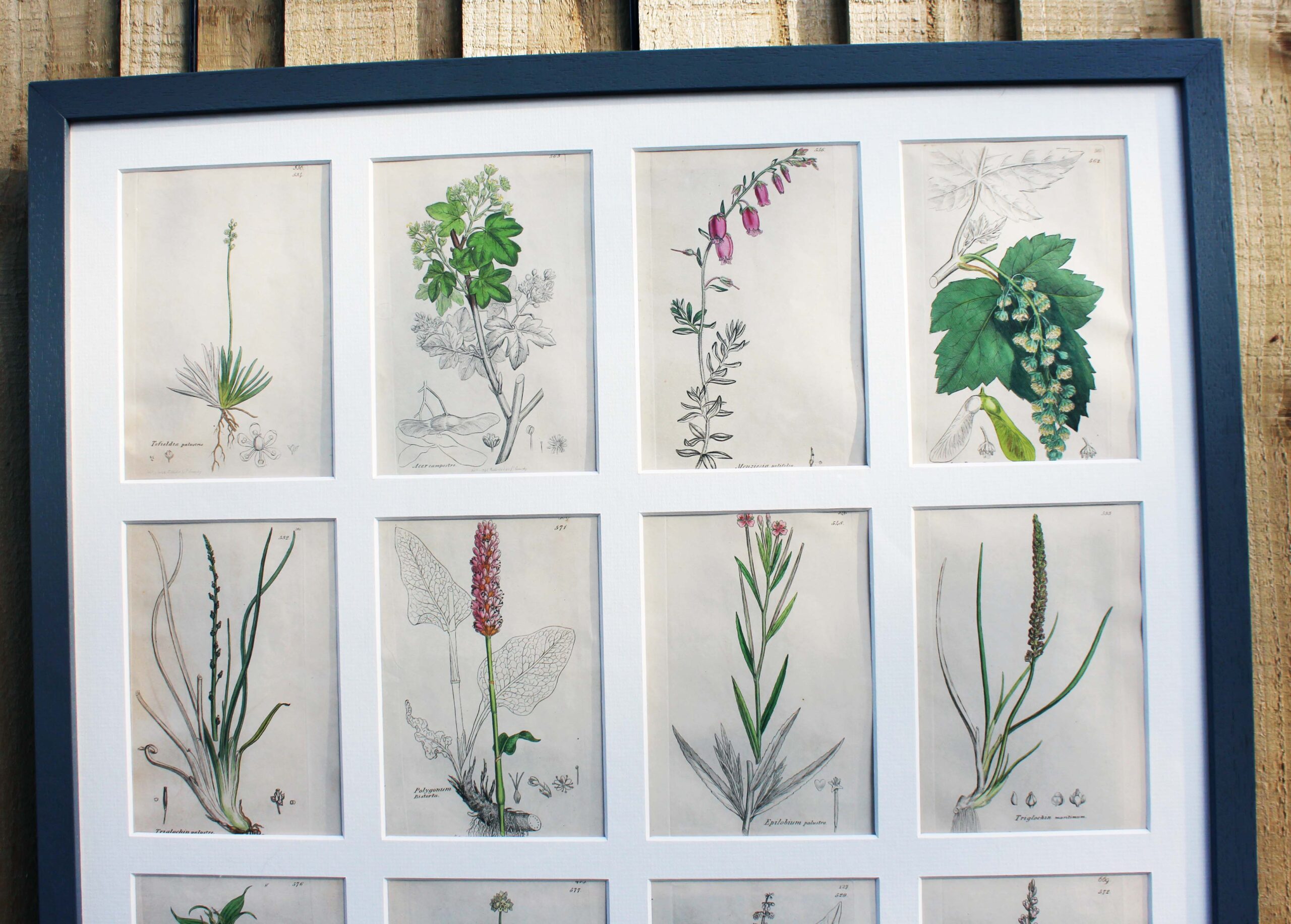 Collection Of British Botanicals By James Sowerby 1730 -1813