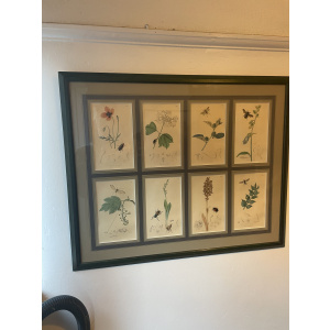 19th century John Curtis Botanicals