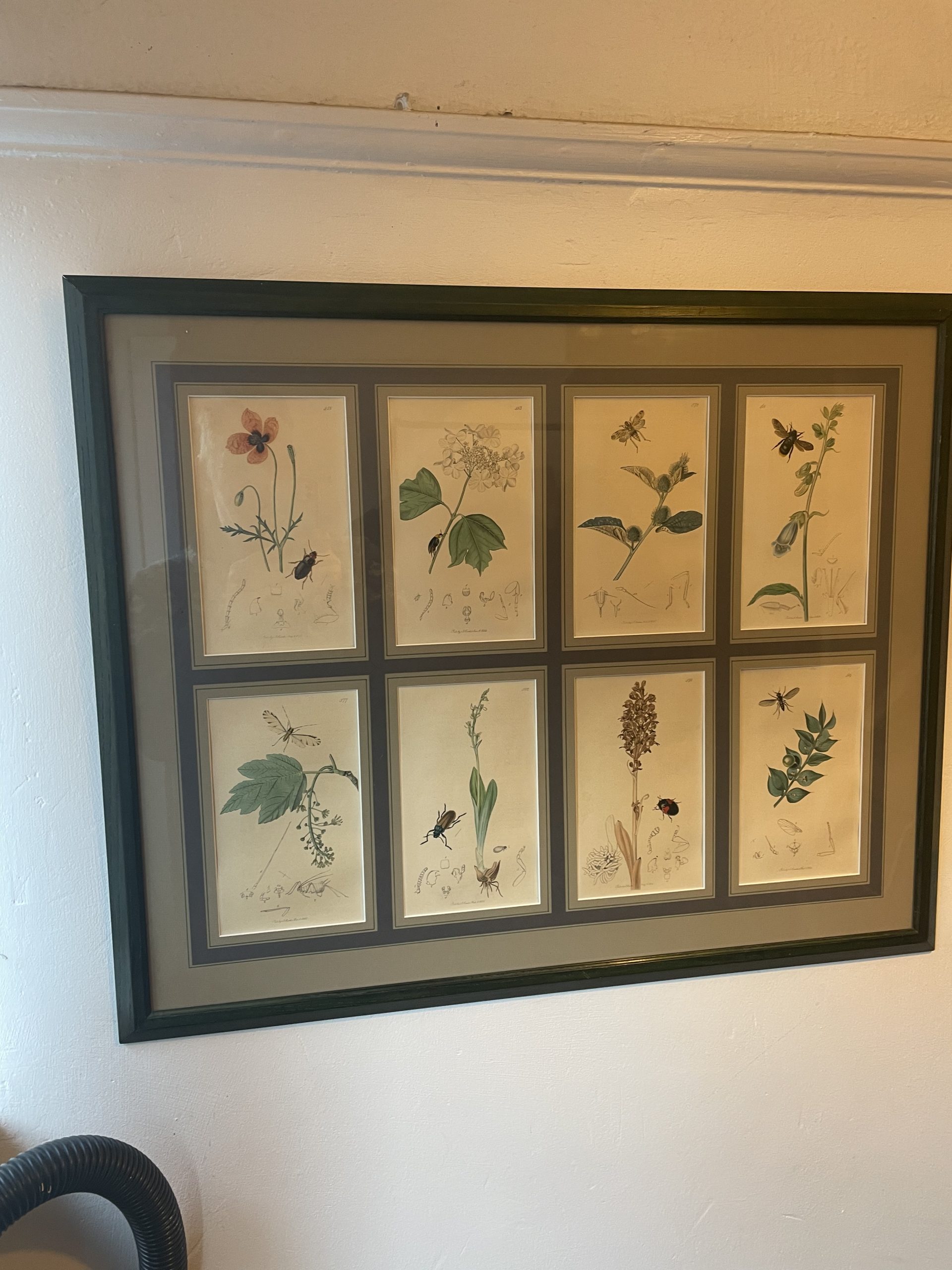 19th century John Curtis Botanicals
