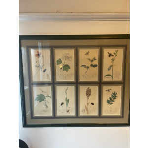 19th century John Curtis Botanicals