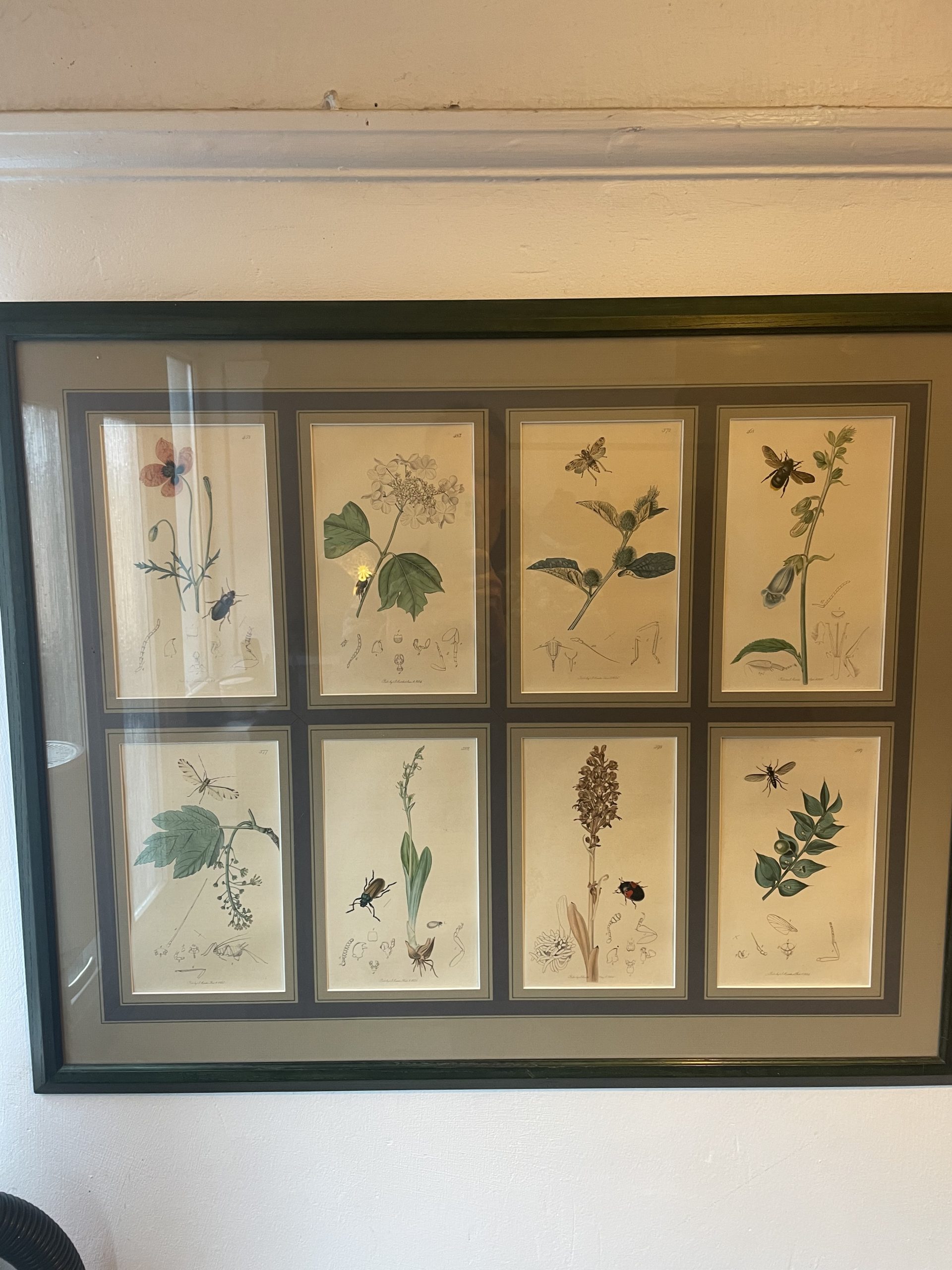 19th century John Curtis Botanicals