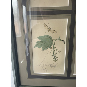 19th century John Curtis Botanicals
