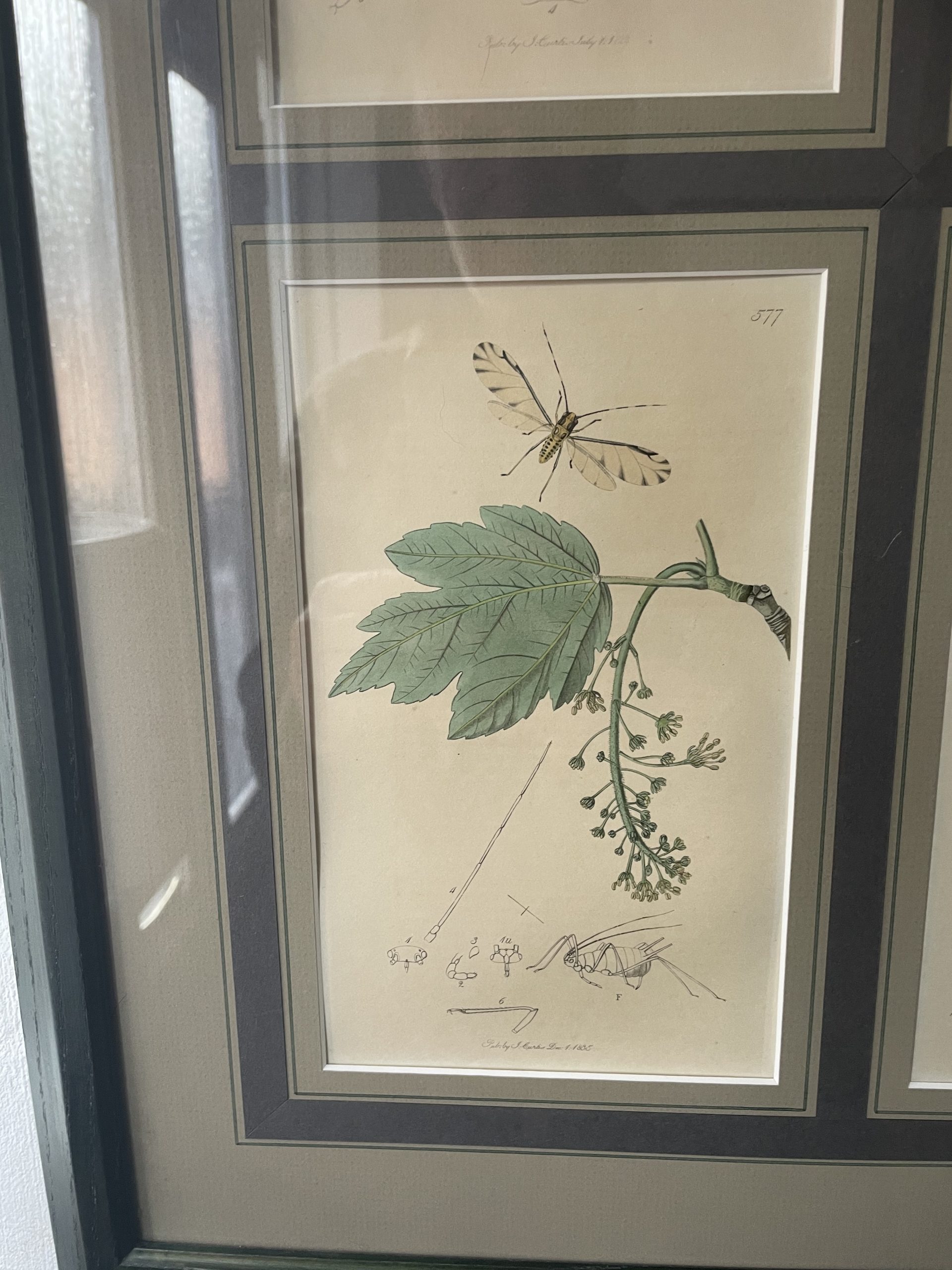 19th century John Curtis Botanicals