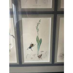 19th century John Curtis Botanicals