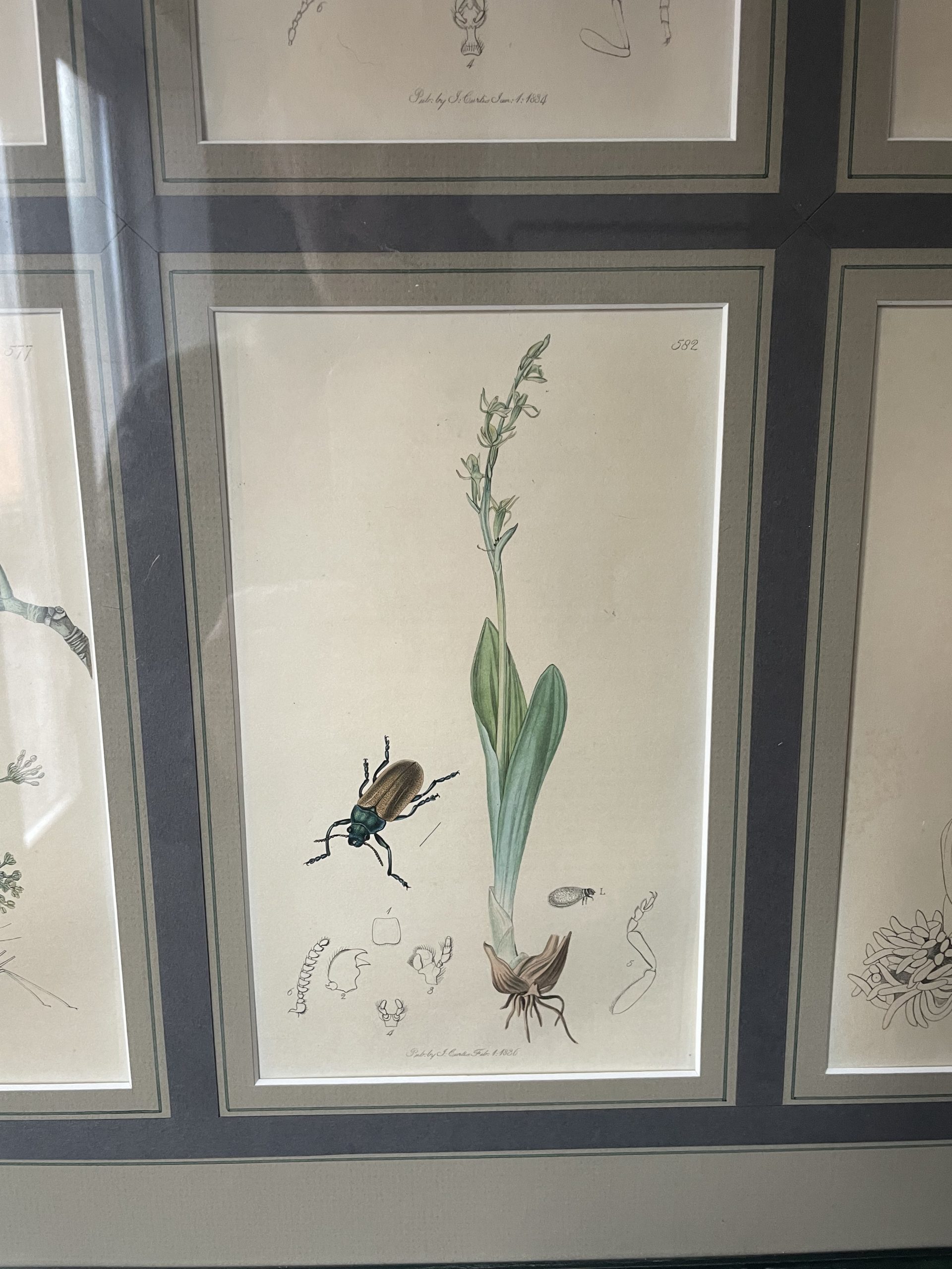 19th century John Curtis Botanicals