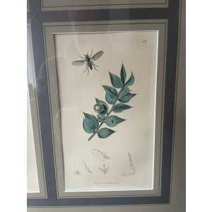 19th century John Curtis Botanicals