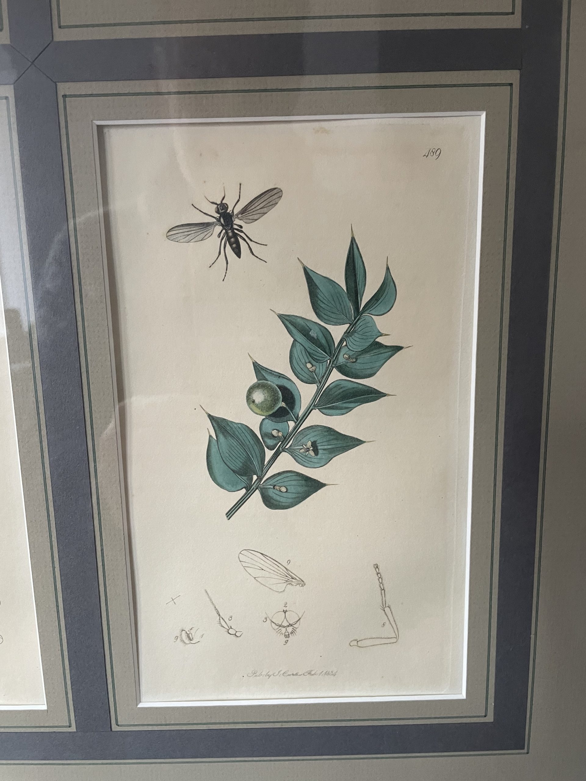 19th century John Curtis Botanicals