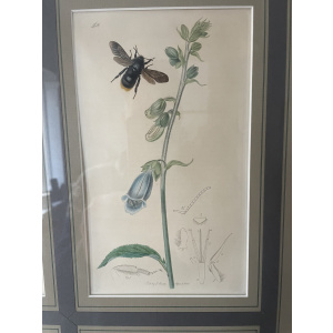 19th century John Curtis Botanicals