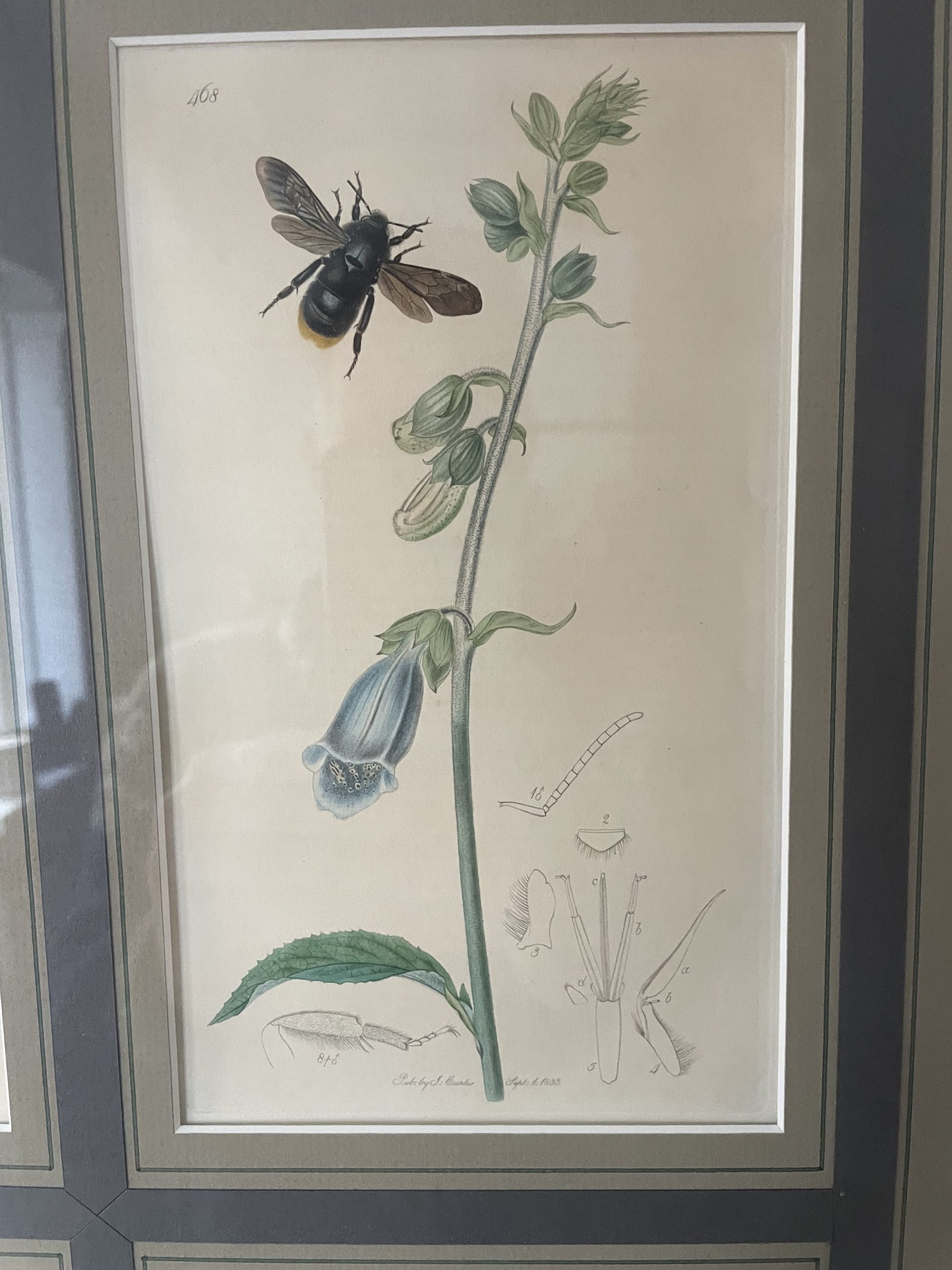 19th century John Curtis Botanicals
