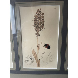 19th century John Curtis Botanicals