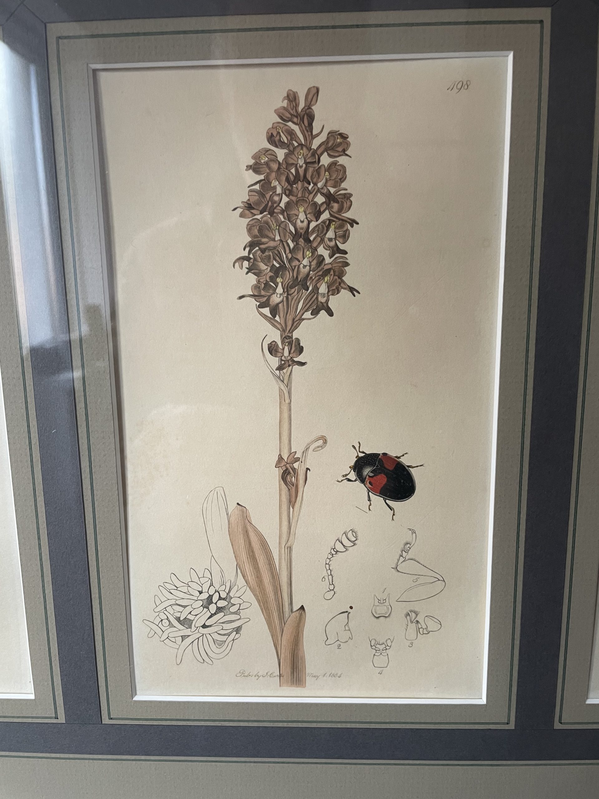 19th century John Curtis Botanicals