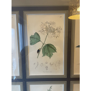 19th century John Curtis Botanicals