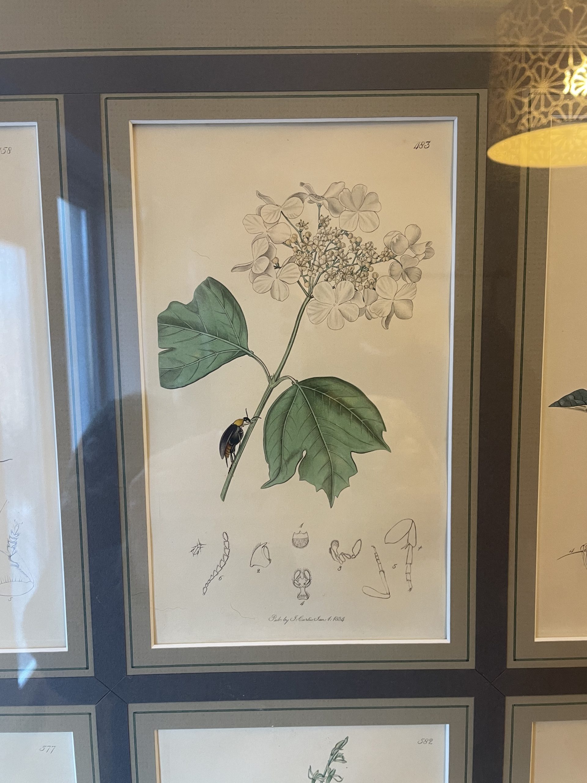 19th century John Curtis Botanicals