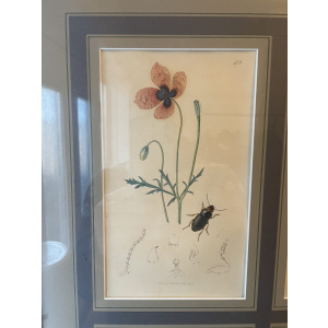 19th century John Curtis Botanicals