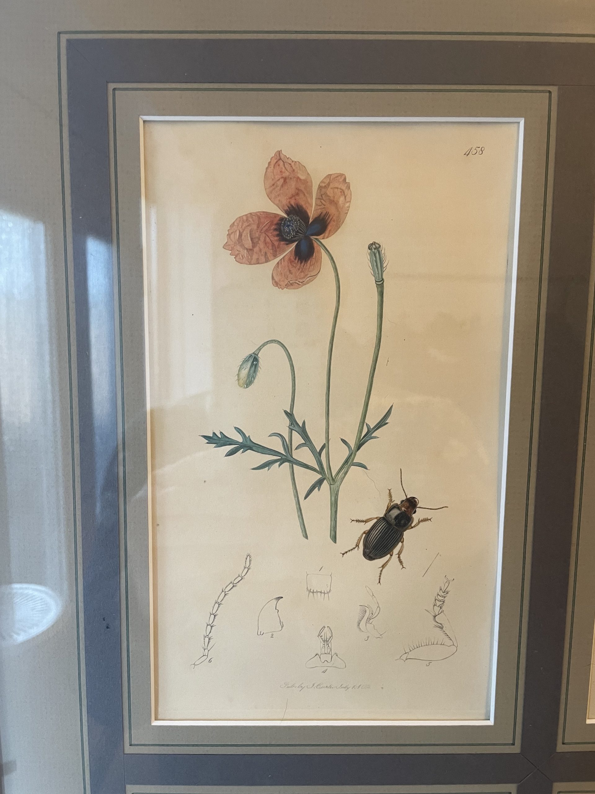 19th century John Curtis Botanicals