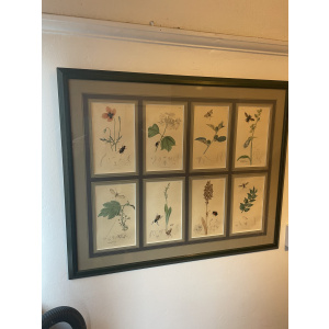 19th century John Curtis Botanicals