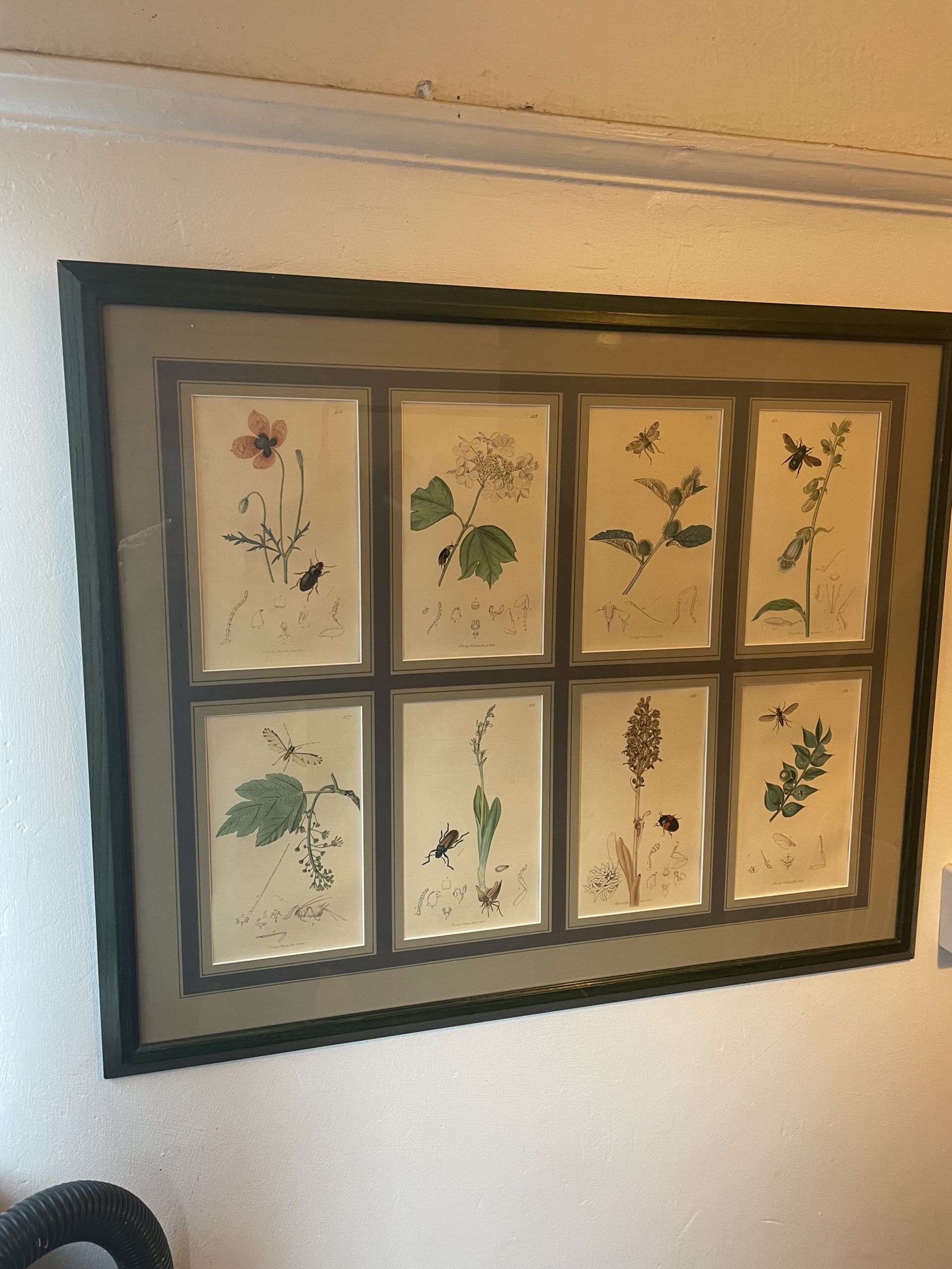 19th century John Curtis Botanicals