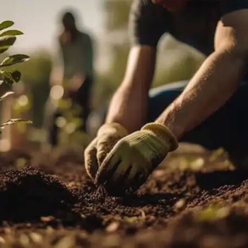 Trees being planted