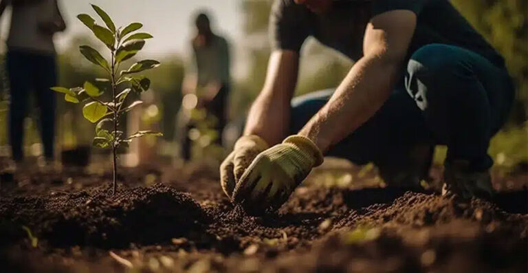 Trees being planted