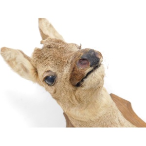 Antique Taxidermy Roe Deer Early 20th Century 48 cm High