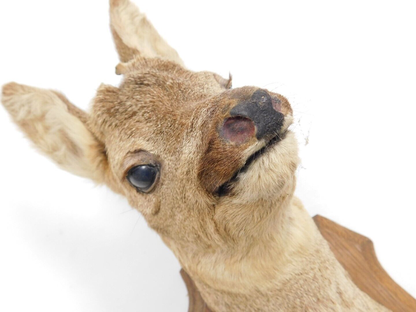 Antique Taxidermy Roe Deer Early 20th Century 48 cm High
