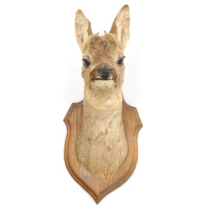 Antique Taxidermy Roe Deer Early 20th Century 48 cm High