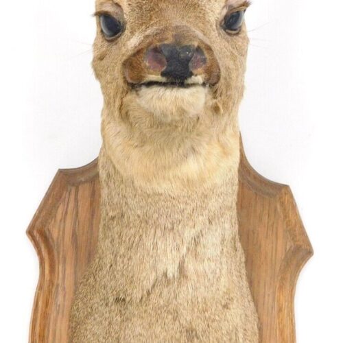 Antique Taxidermy Roe Deer Early 20th Century 48 cm High