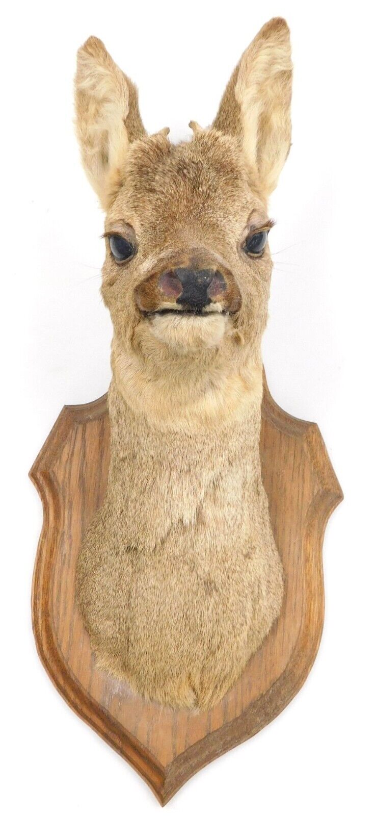 Antique Taxidermy Roe Deer Early 20th Century 48 cm High