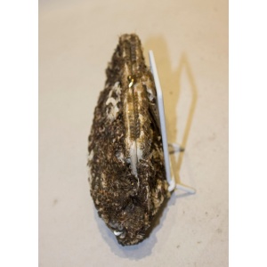 Vintage Gold , Bronze and Cream Sequin Purse