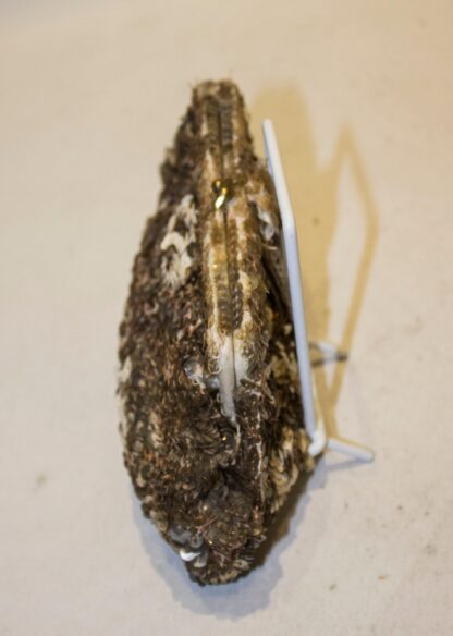 Vintage Gold , Bronze and Cream Sequin Purse - Image 3