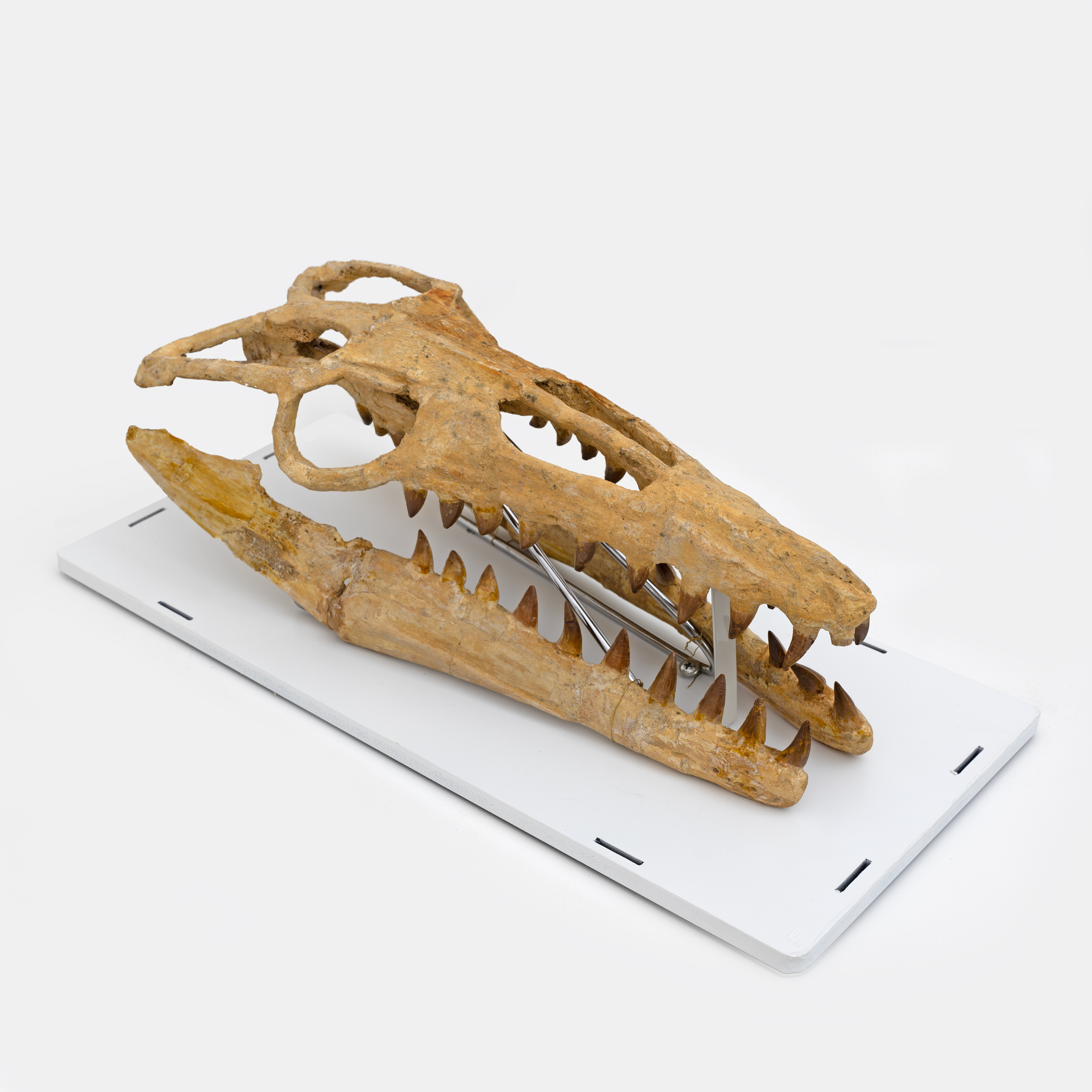 Fossilised Skull of Prehistoric Marine Reptile the Mosasaur, 70Million Years Ago