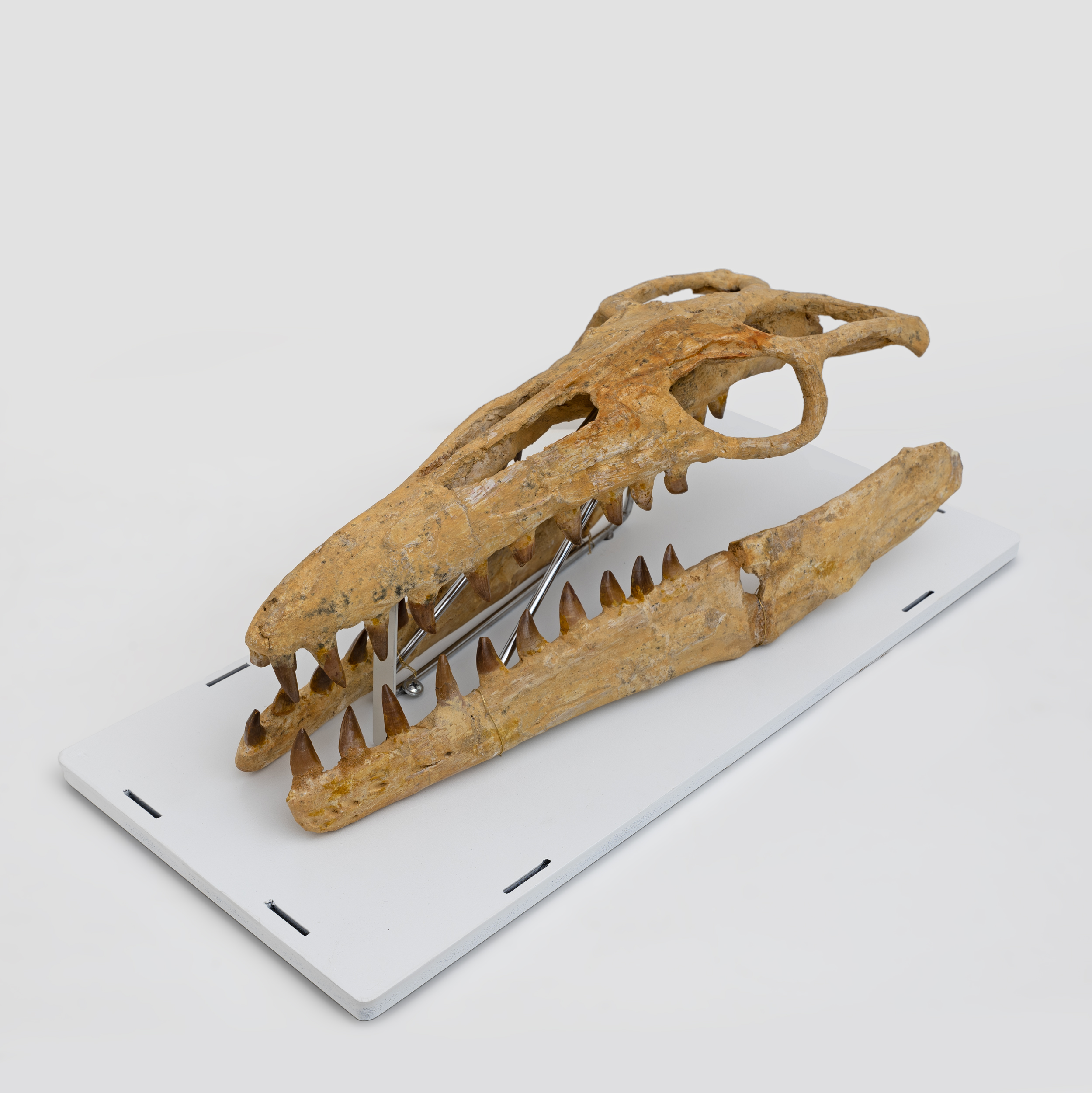 Fossilised Skull of Prehistoric Marine Reptile the Mosasaur, 70Million Years Ago