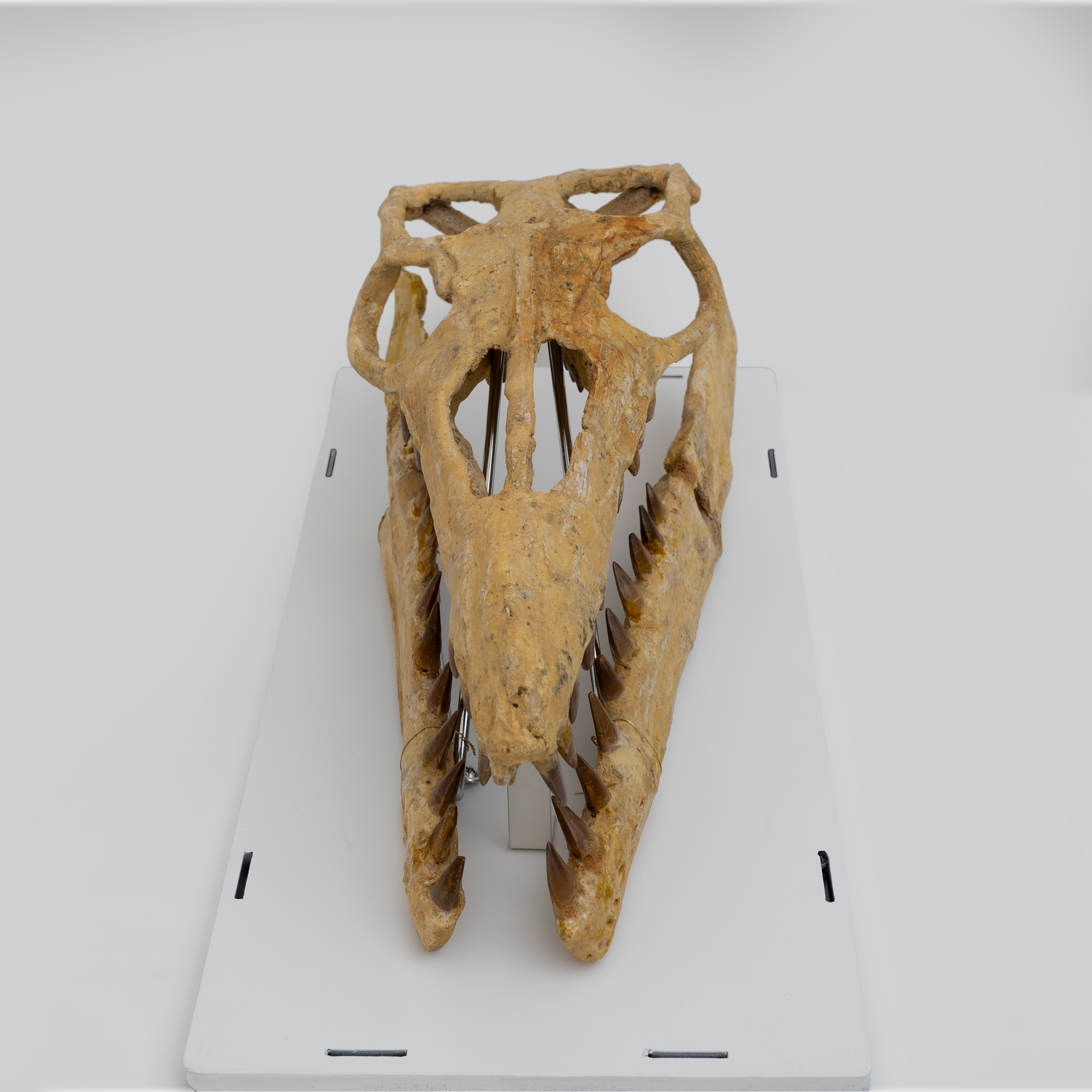 Fossilised Skull of Prehistoric Marine Reptile the Mosasaur, 70Million Years Ago