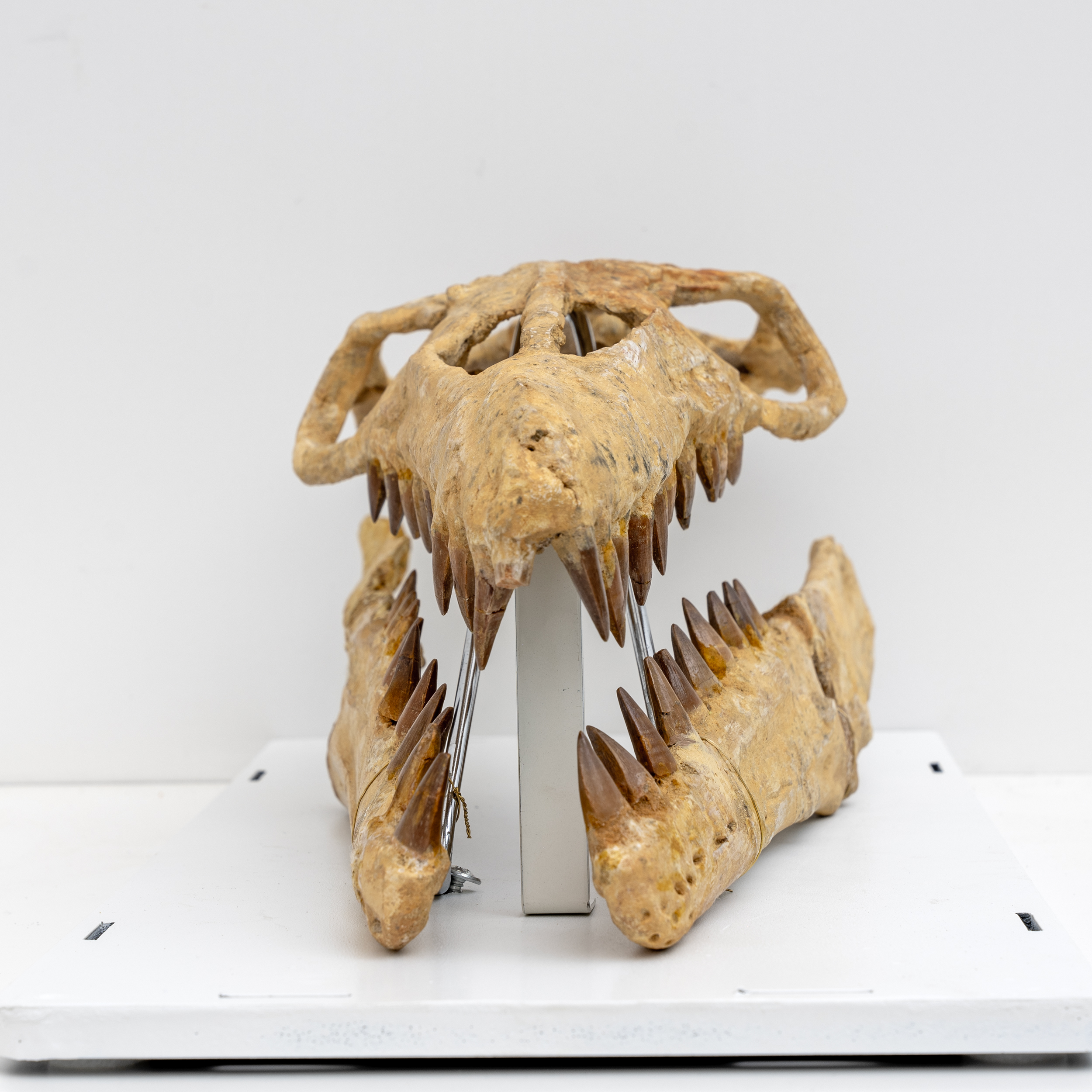 Fossilised Skull of Prehistoric Marine Reptile the Mosasaur, 70Million Years Ago