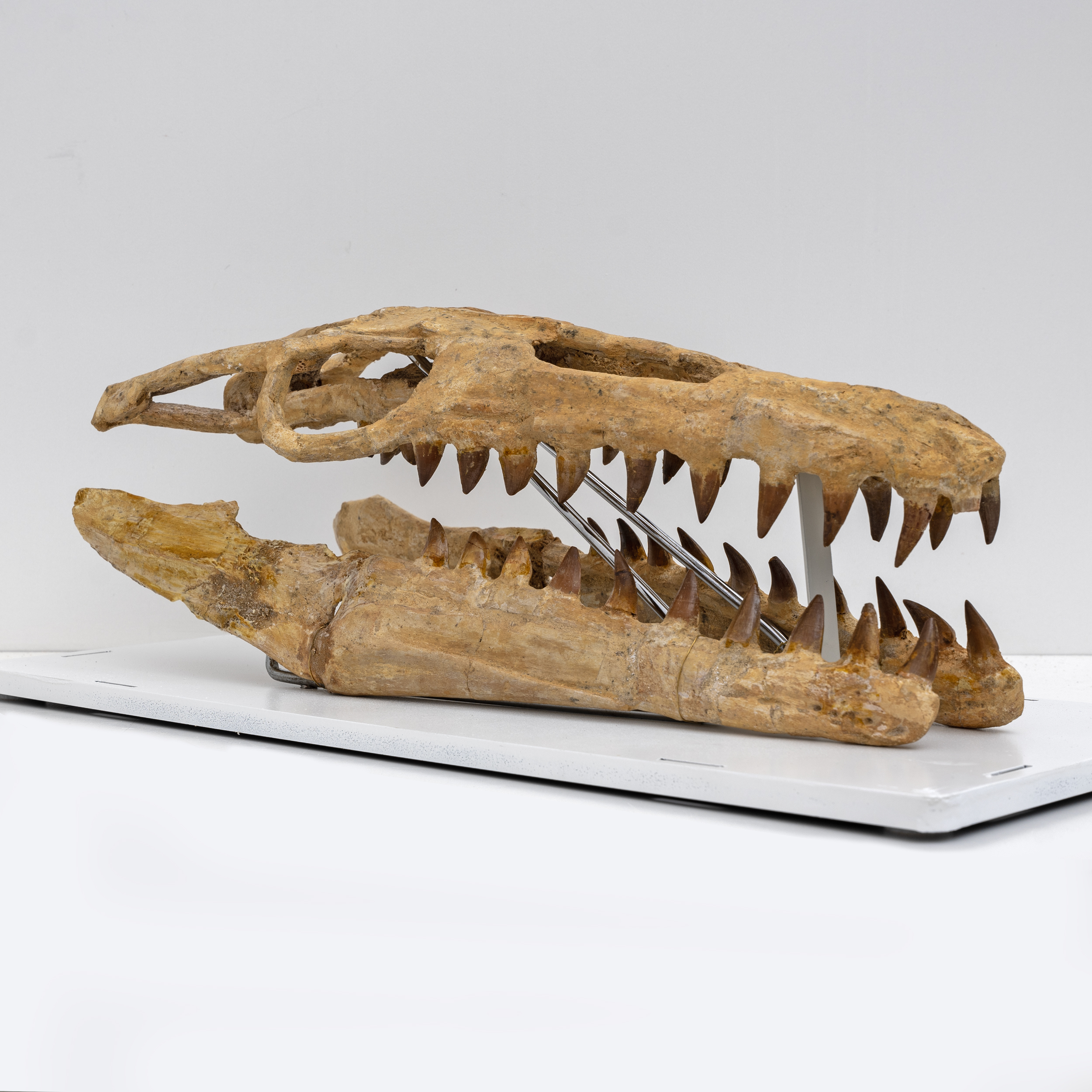 Fossilised Skull of Prehistoric Marine Reptile the Mosasaur, 70Million Years Ago