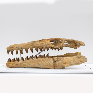 Fossilised Skull of Prehistoric Marine Reptile the Mosasaur, 70Million Years Ago