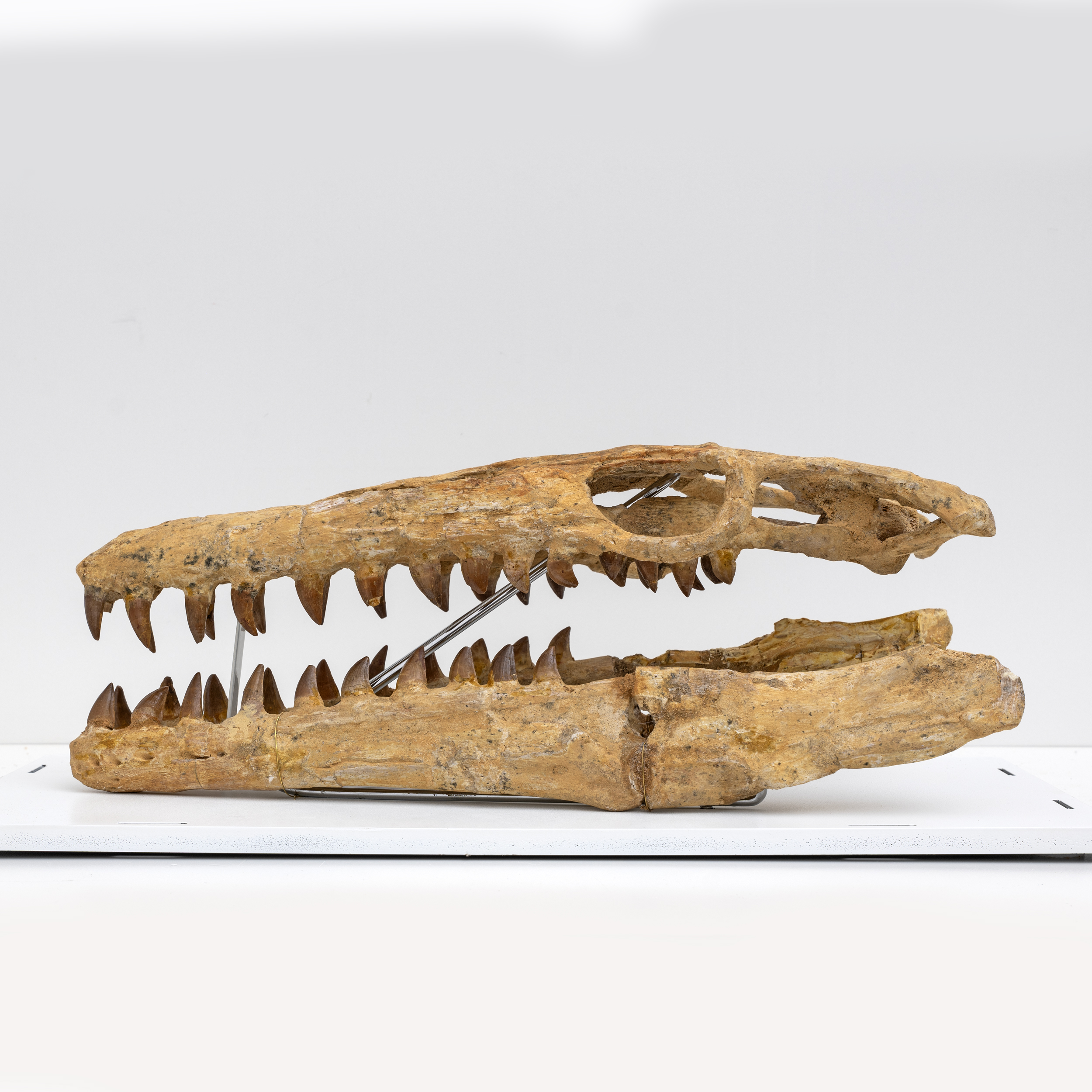 Fossilised Skull of Prehistoric Marine Reptile the Mosasaur, 70Million Years Ago