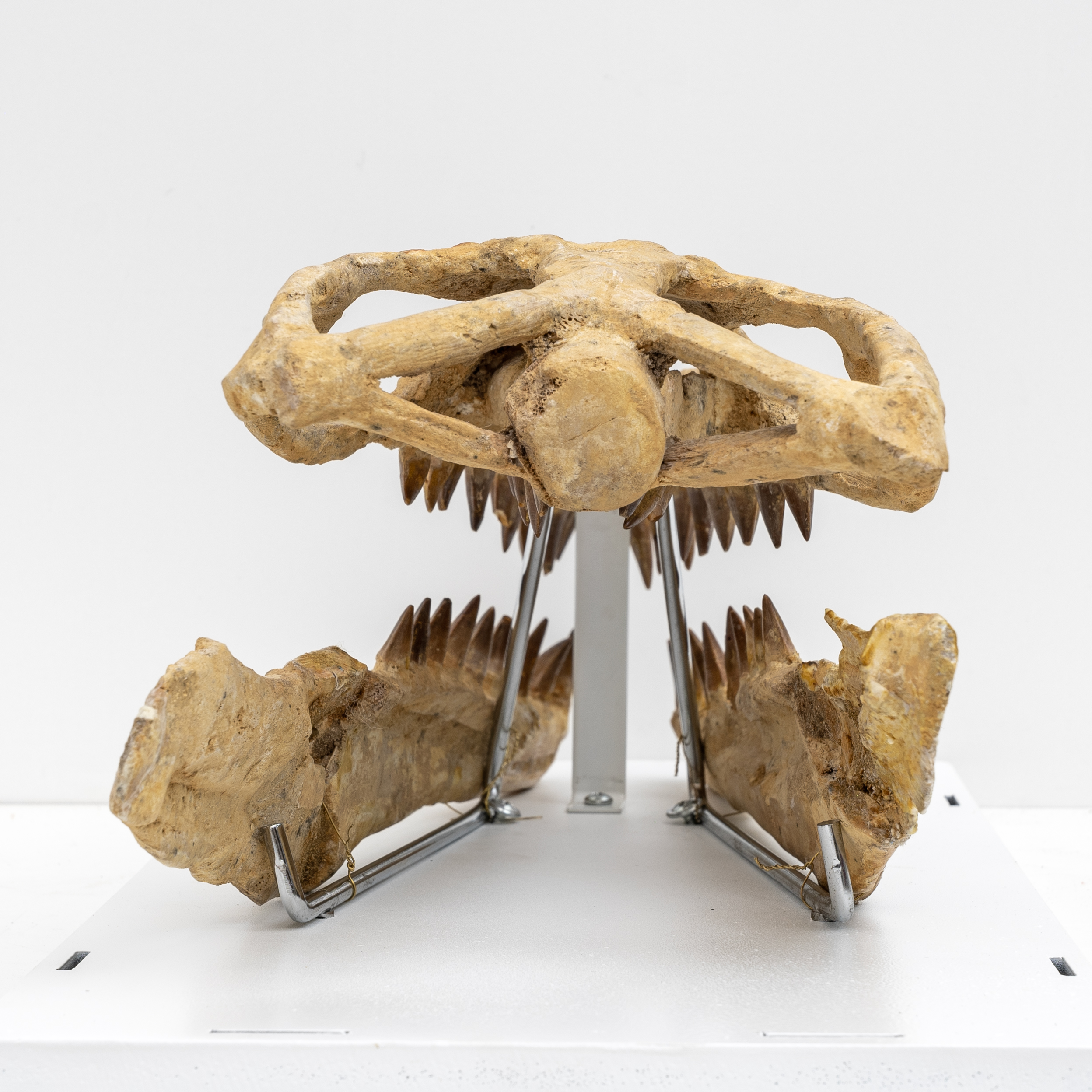 Fossilised Skull of Prehistoric Marine Reptile the Mosasaur, 70Million Years Ago