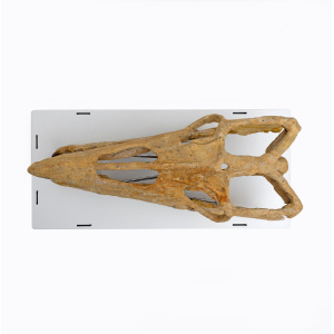 Fossilised Skull of Prehistoric Marine Reptile the Mosasaur, 70Million Years Ago
