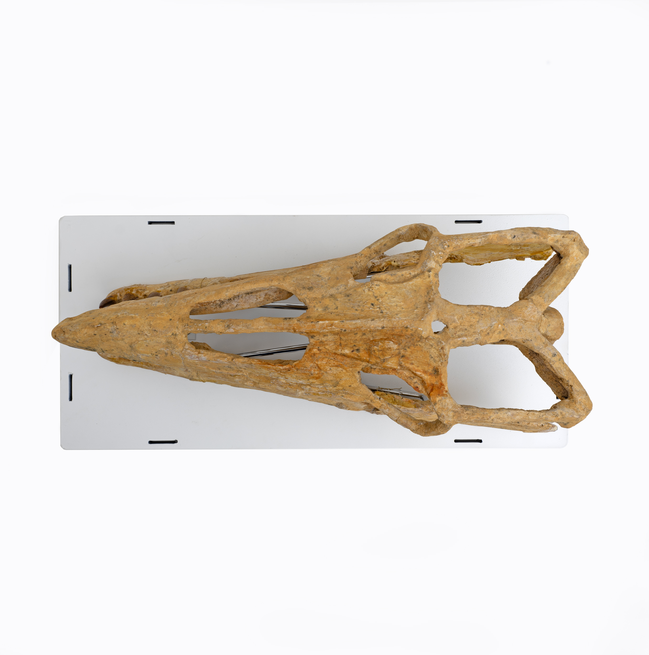 Fossilised Skull of Prehistoric Marine Reptile the Mosasaur, 70Million Years Ago