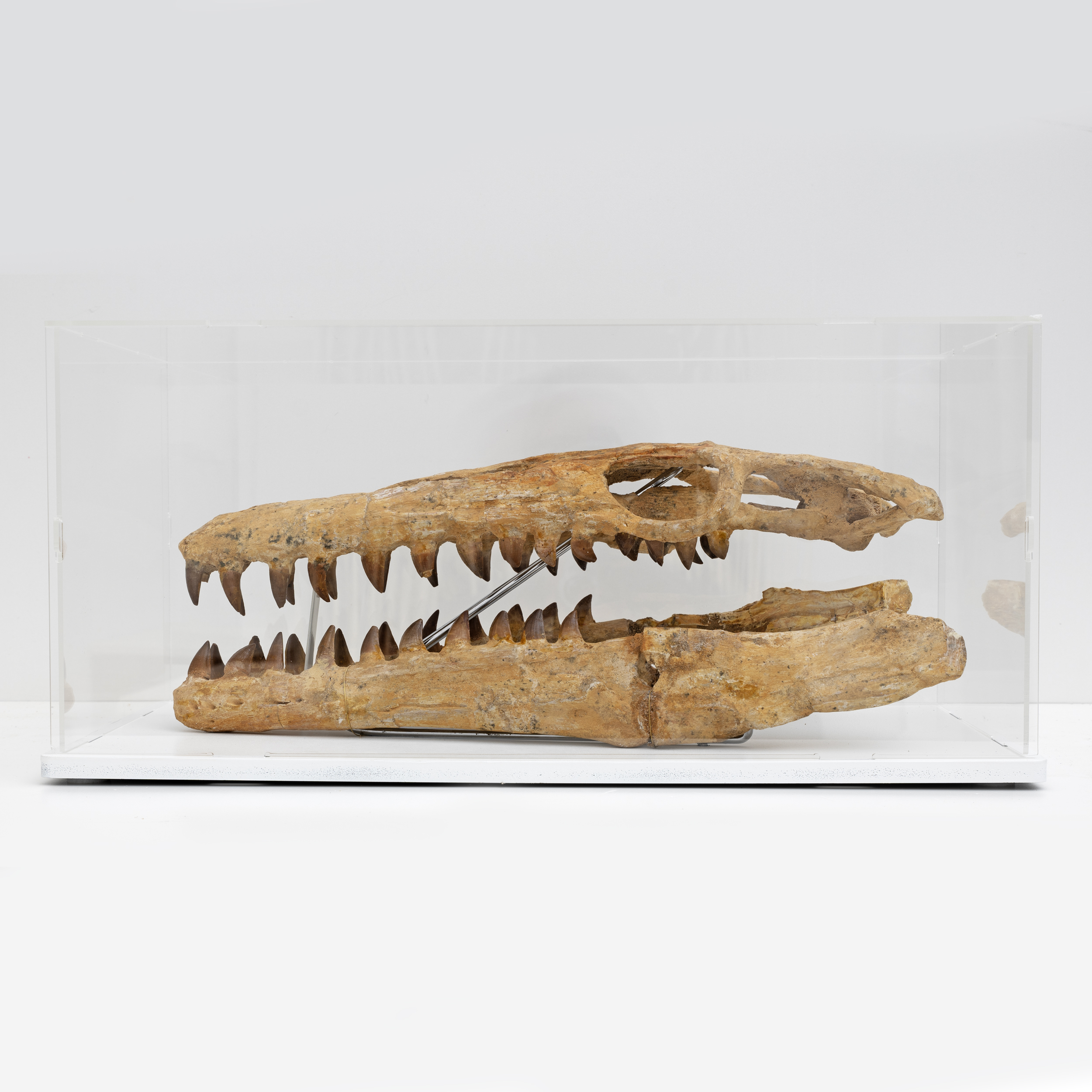Fossilised Skull of Prehistoric Marine Reptile the Mosasaur, 70Million Years Ago