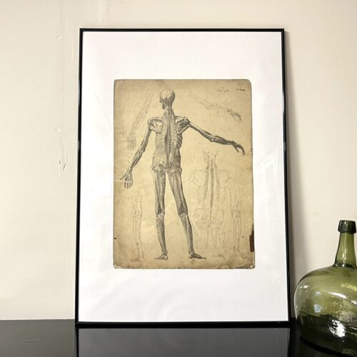 Dr Munz Fecit, A 19th Century Anatomical Etching